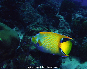 Queen Angel, Bonaire by Robert Michaelson 
